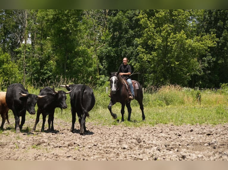 Percheron Mix Wallach 5 Jahre 163 cm Schimmel in Fresno
