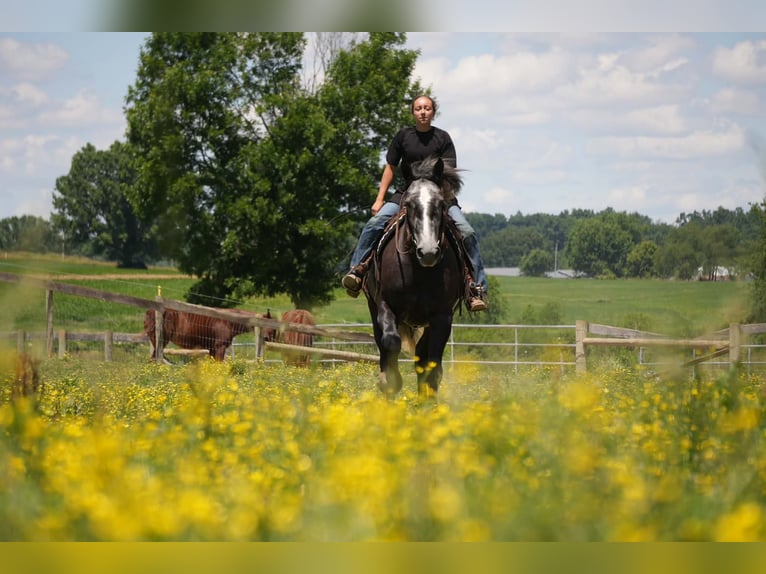 Percheron Mix Wallach 5 Jahre 163 cm Schimmel in Fresno