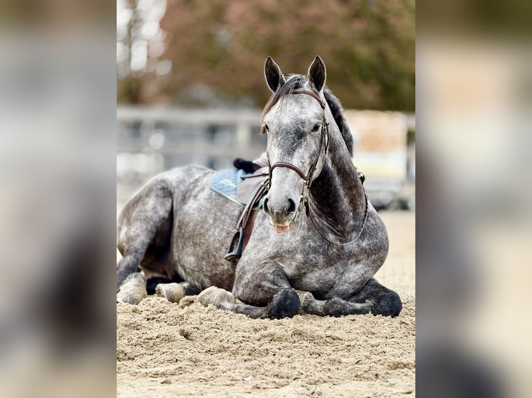 Percheron Mix Wallach 5 Jahre 163 cm Schimmel in Gap