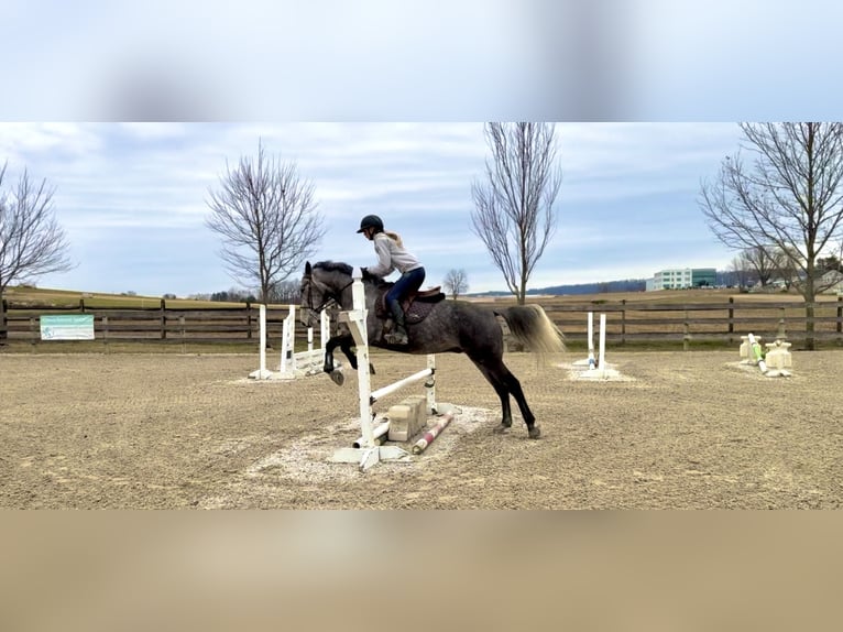 Percheron Mix Wallach 5 Jahre 163 cm Schimmel in Gap