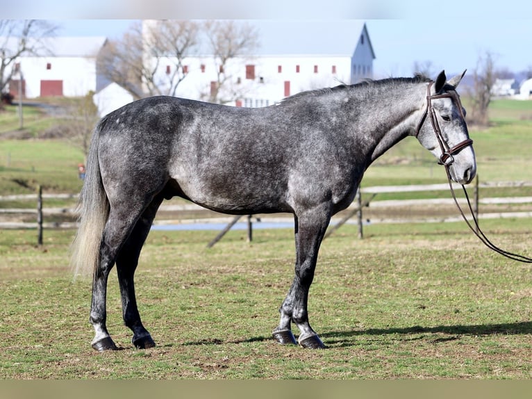 Percheron Mix Wallach 5 Jahre 163 cm Schimmel in Gap
