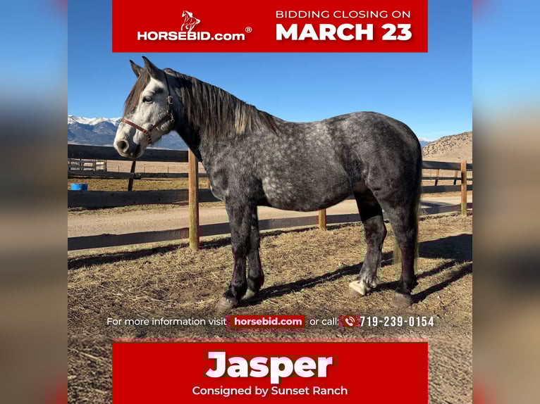 Percheron Mix Wallach 5 Jahre 163 cm Schimmel in Westcliffe