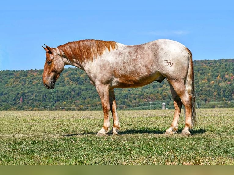 Percheron Mix Wallach 5 Jahre 165 cm Roan-Red in Littlestown