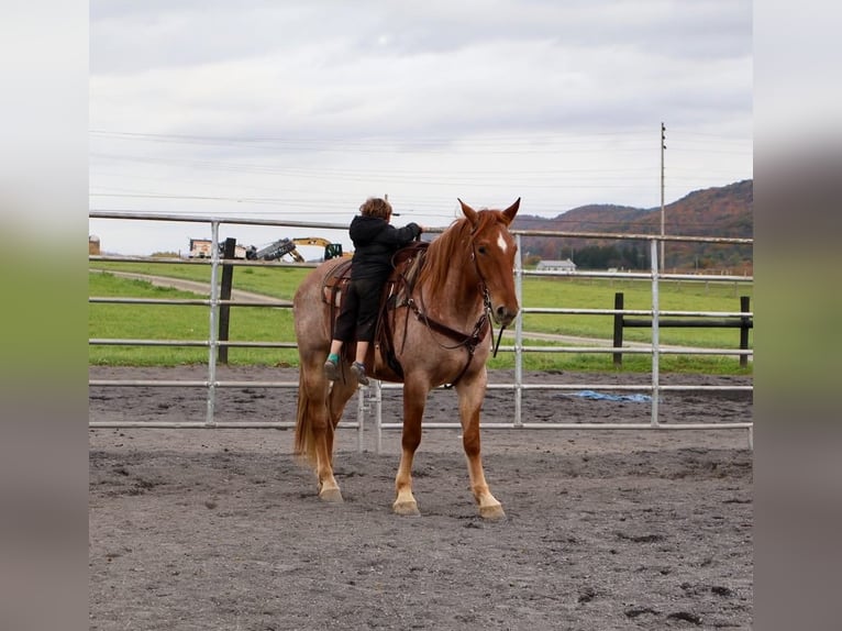 Percheron Mix Wallach 5 Jahre 165 cm Roan-Red in Littlestown