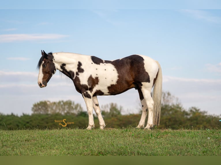Percheron Mix Wallach 5 Jahre 168 cm Schecke in Bogard