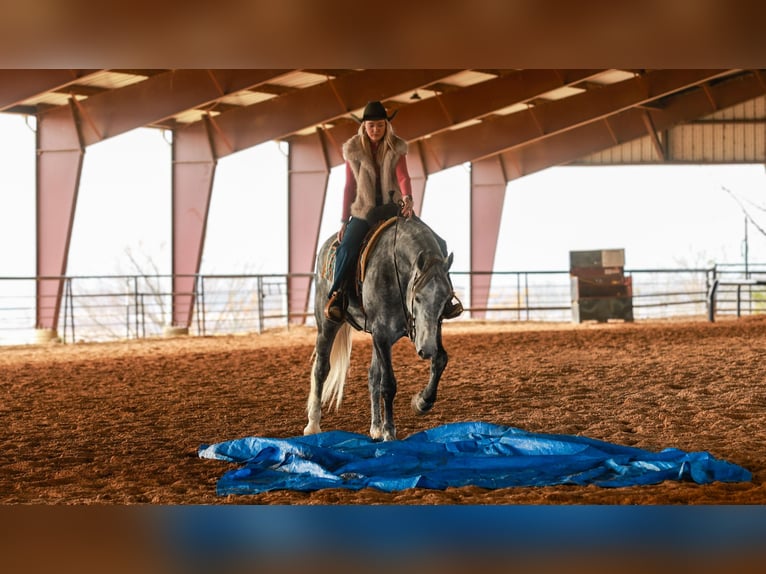Percheron Mix Wallach 5 Jahre 168 cm Schimmel in Quitman
