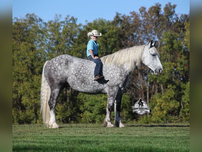 Percheron Wallach 5 Jahre 170 cm Apfelschimmel in Mount Vernon