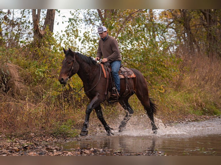 Percheron Mix Wallach 5 Jahre 170 cm Rotbrauner in Bogard
