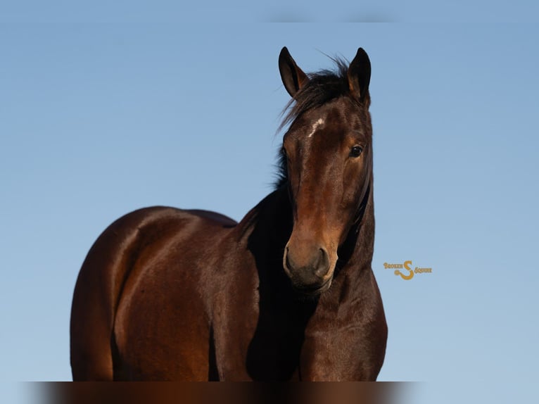 Percheron Mix Wallach 5 Jahre 170 cm Rotbrauner in Bogard