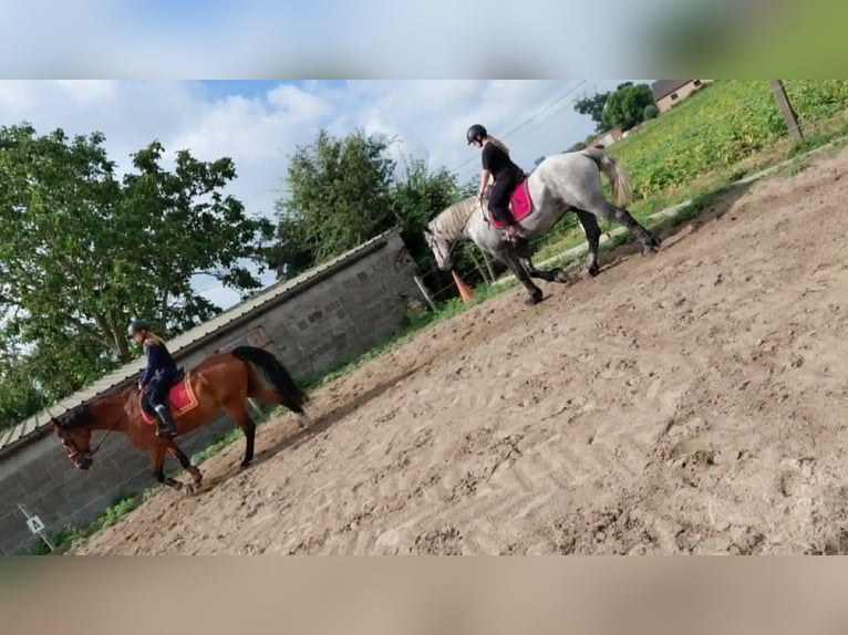 Percheron Wallach 5 Jahre 172 cm Blauschimmel in Kachtem
