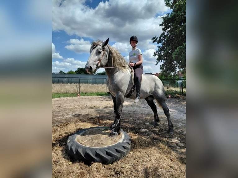 Percheron Wallach 5 Jahre 172 cm Blauschimmel in Kachtem