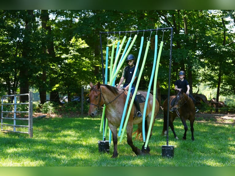 Percheron Mix Wallach 5 Jahre 173 cm Roan-Red in Clover