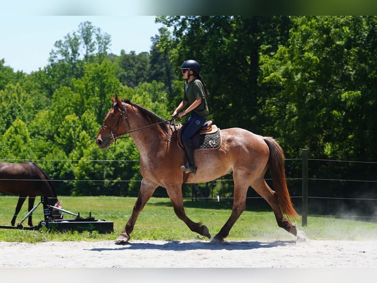 Percheron Mix Wallach 5 Jahre 173 cm Roan-Red in Clover