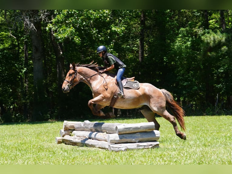Percheron Mix Wallach 5 Jahre 173 cm Roan-Red in Clover