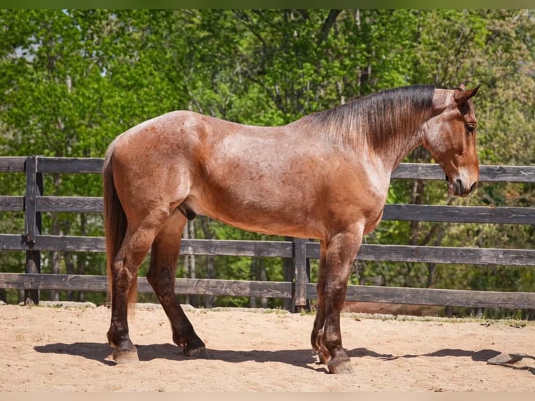 Percheron Mix Wallach 5 Jahre 173 cm Roan-Red in Clover