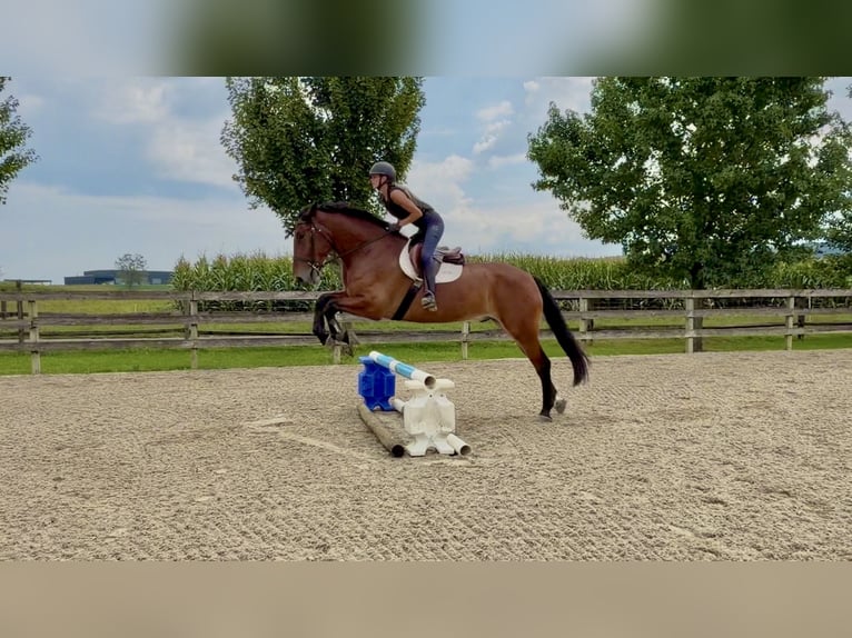 Percheron Mix Wallach 5 Jahre 173 cm Rotbrauner in Gap