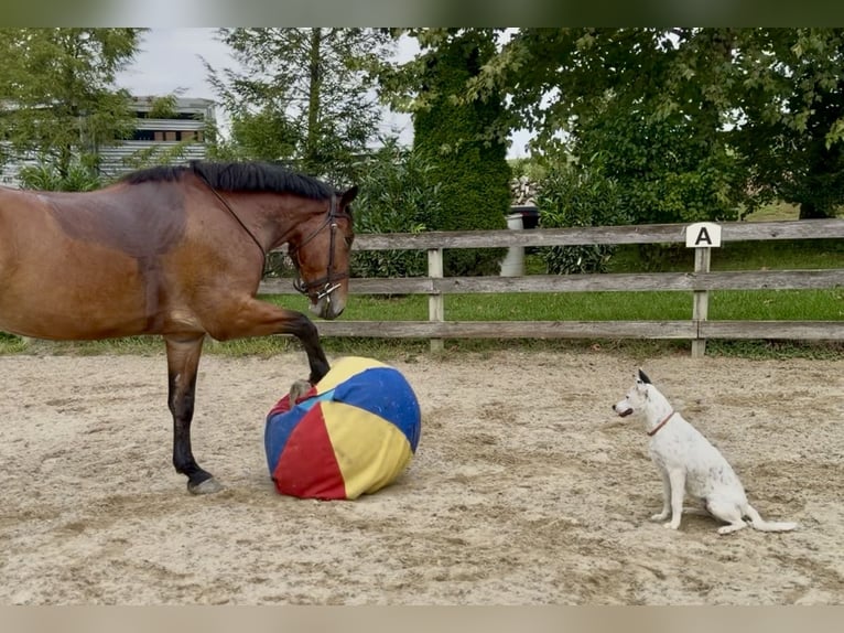 Percheron Mix Wallach 5 Jahre 173 cm Rotbrauner in Gap