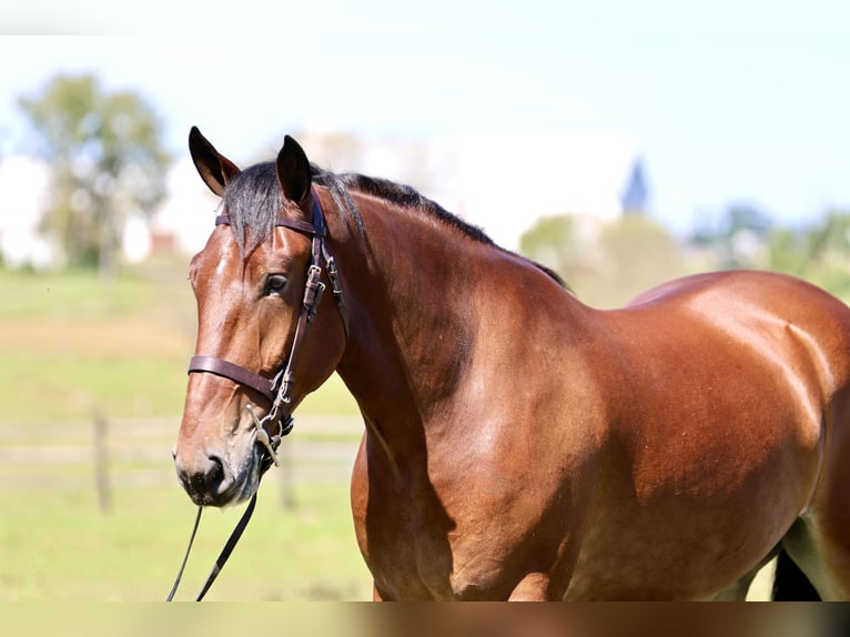Percheron Mix Wallach 5 Jahre 173 cm Rotbrauner in Gap