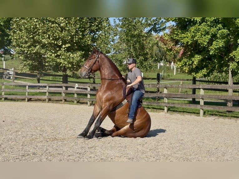 Percheron Mix Wallach 5 Jahre 173 cm Rotbrauner in Gap