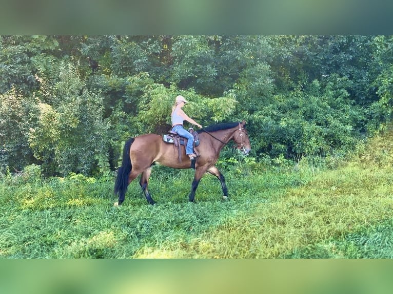 Percheron Mix Wallach 5 Jahre 173 cm Rotbrauner in Gap