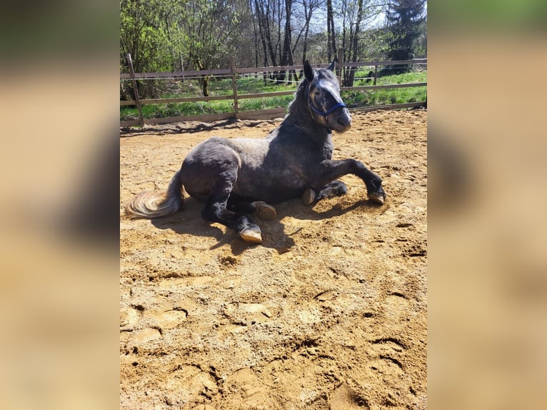 Percheron Wallach 5 Jahre 175 cm Schimmel in Rehau