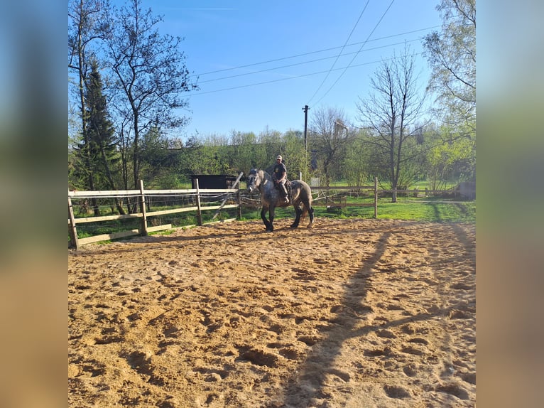 Percheron Wallach 5 Jahre 175 cm Schimmel in Rehau