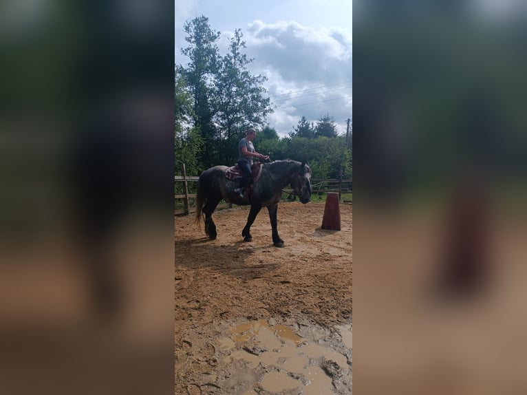 Percheron Wallach 5 Jahre 175 cm Schimmel in Rehau