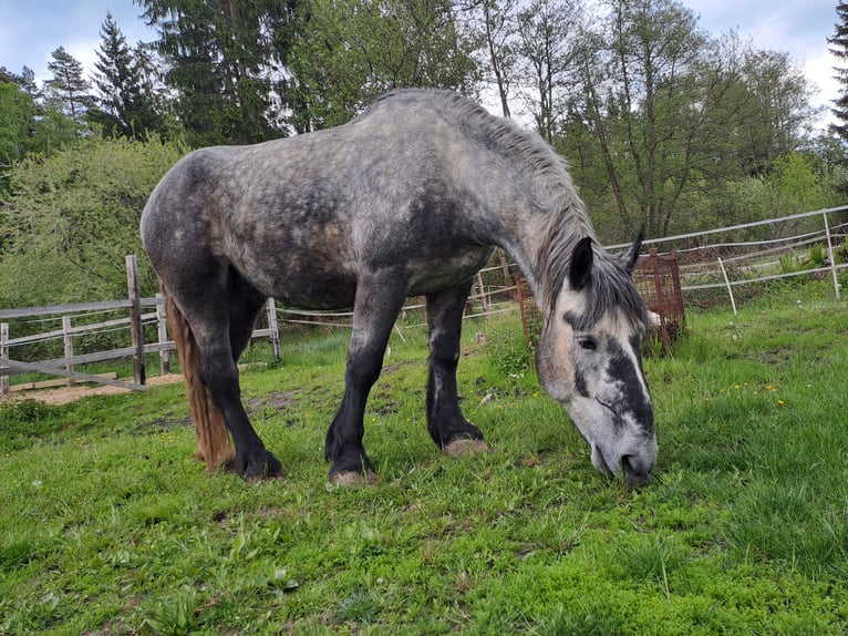 Percheron Wallach 5 Jahre 175 cm Schimmel in Rehau