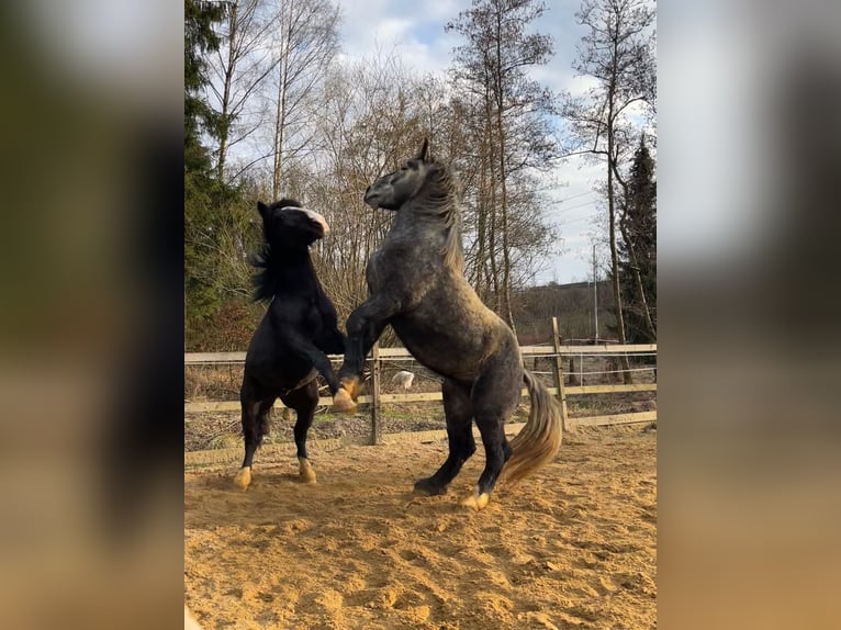 Percheron Wallach 5 Jahre 175 cm Schimmel in Rehau