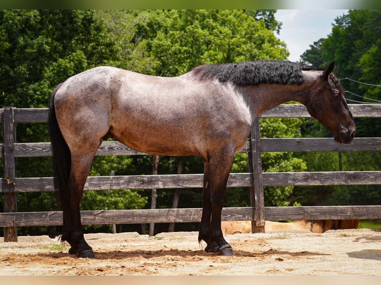 Percheron Mix Wallach 5 Jahre Roan-Blue in Clover