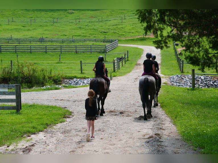 Percheron Mix Wallach 5 Jahre Roan-Blue in Clover