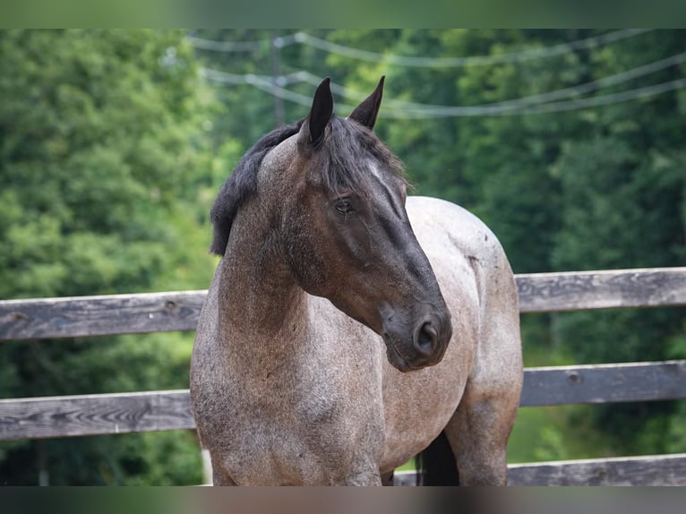 Percheron Mix Wallach 5 Jahre Roan-Blue in Clover