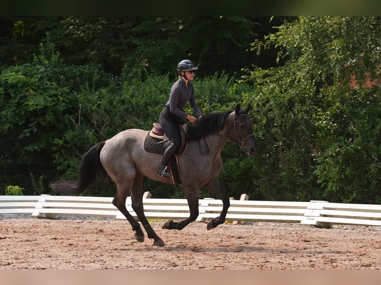 Percheron Mix Wallach 5 Jahre Roan-Blue in Clover