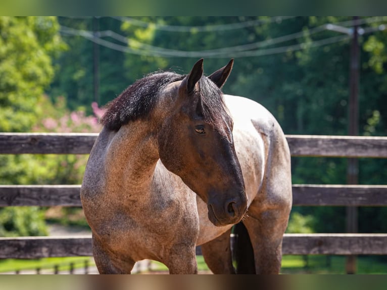 Percheron Mix Wallach 5 Jahre Roan-Blue in Clover