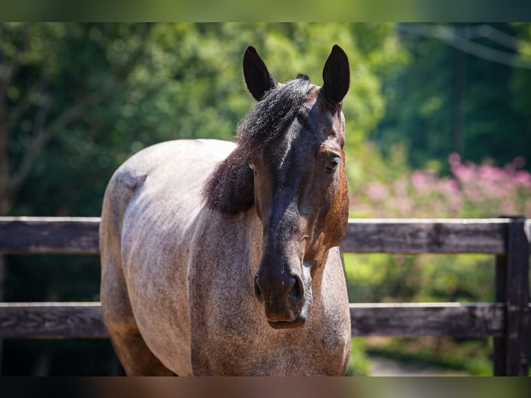 Percheron Mix Wallach 5 Jahre Roan-Blue in Clover