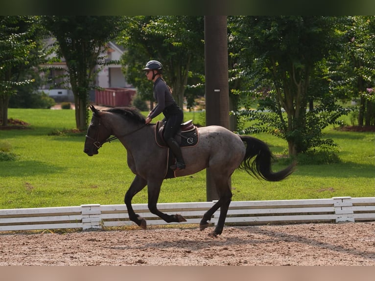 Percheron Mix Wallach 5 Jahre Roan-Blue in Clover