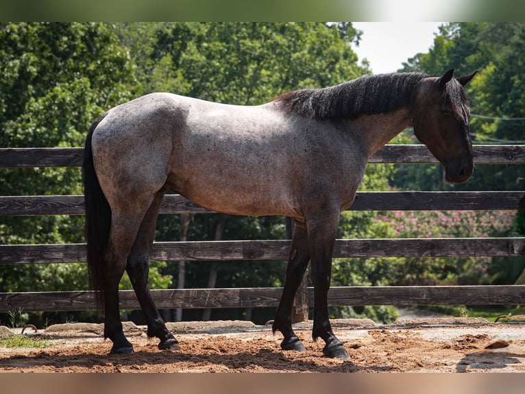 Percheron Mix Wallach 5 Jahre Roan-Blue in Clover
