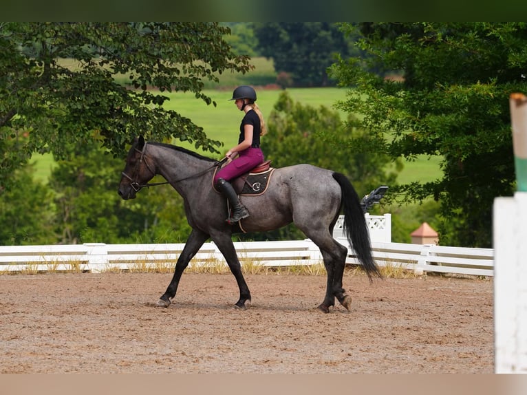 Percheron Mix Wallach 5 Jahre Roan-Blue in Clover