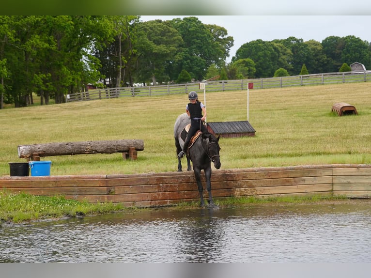 Percheron Mix Wallach 5 Jahre Roan-Blue in Clover