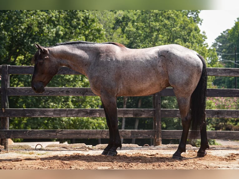 Percheron Mix Wallach 5 Jahre Roan-Blue in Clover