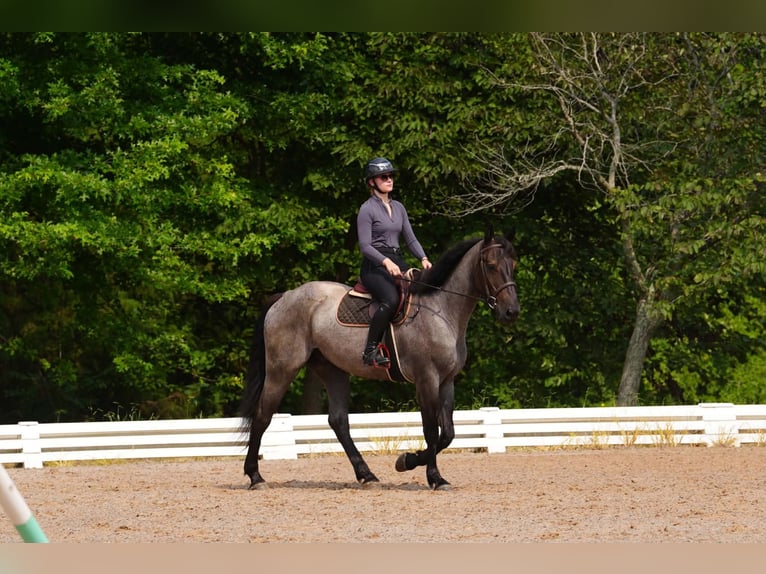 Percheron Mix Wallach 5 Jahre Roan-Blue in Clover