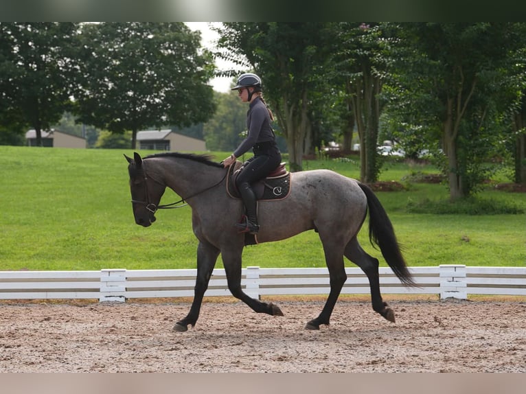 Percheron Mix Wallach 5 Jahre Roan-Blue in Clover