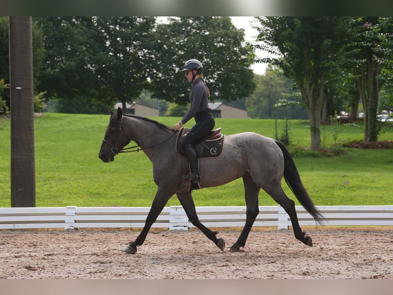Percheron Mix Wallach 5 Jahre Roan-Blue in Clover