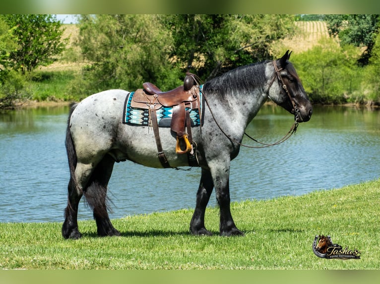 Percheron Mix Wallach 5 Jahre Roan-Blue in Henderson