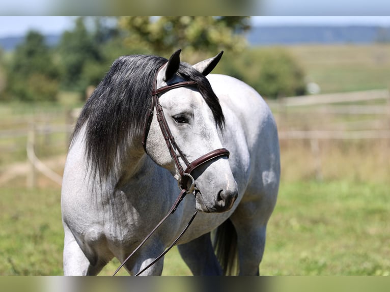 Percheron Mix Wallach 5 Jahre Schimmel in Gap