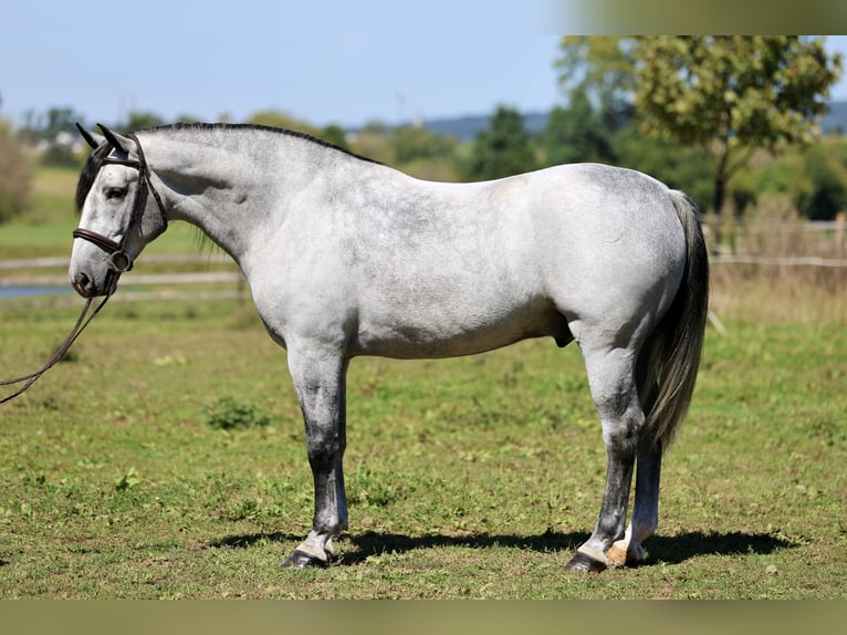 Percheron Mix Wallach 5 Jahre Schimmel in Gap