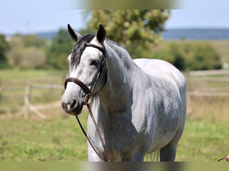 Percheron Mix Wallach 5 Jahre Schimmel in Gap