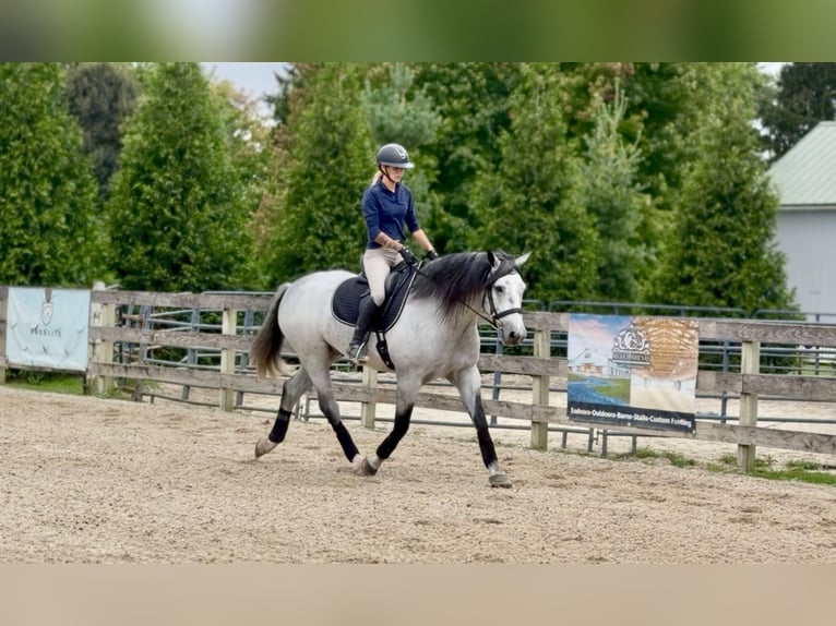 Percheron Mix Wallach 5 Jahre Schimmel in Gap