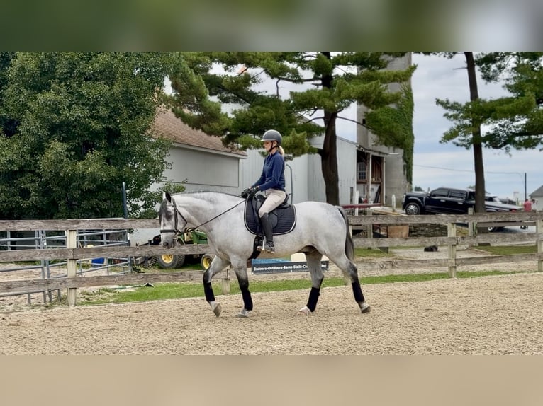 Percheron Mix Wallach 5 Jahre Schimmel in Gap