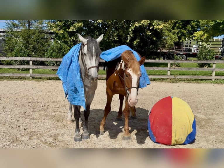 Percheron Mix Wallach 5 Jahre Schimmel in Gap